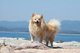 SPITZ ALLEMAND 377